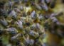 rój rójka nowa rodzina pszczela